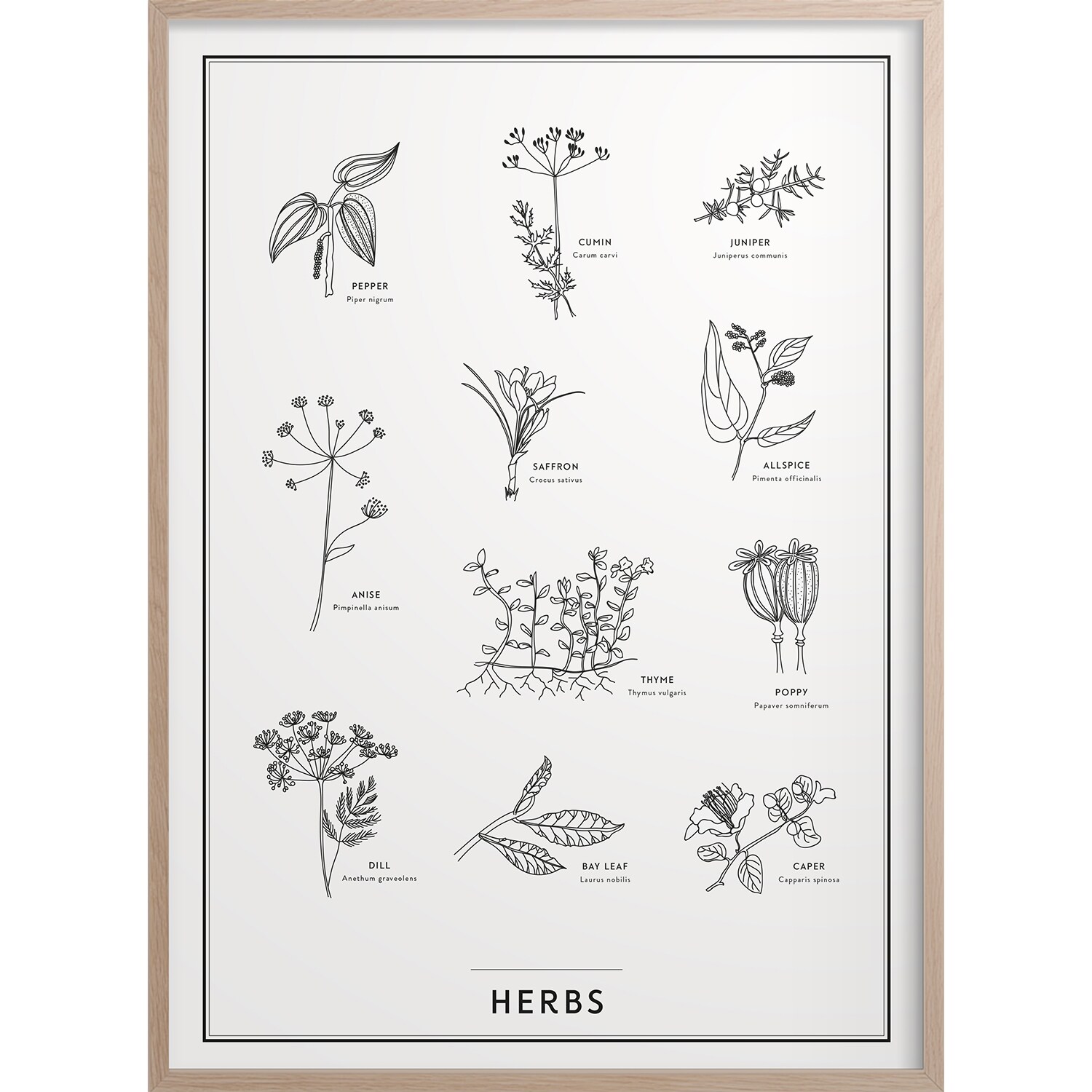 Kunskapstavlan® Herbs Poster 30x40 Cm - Posters Papper Svartvit