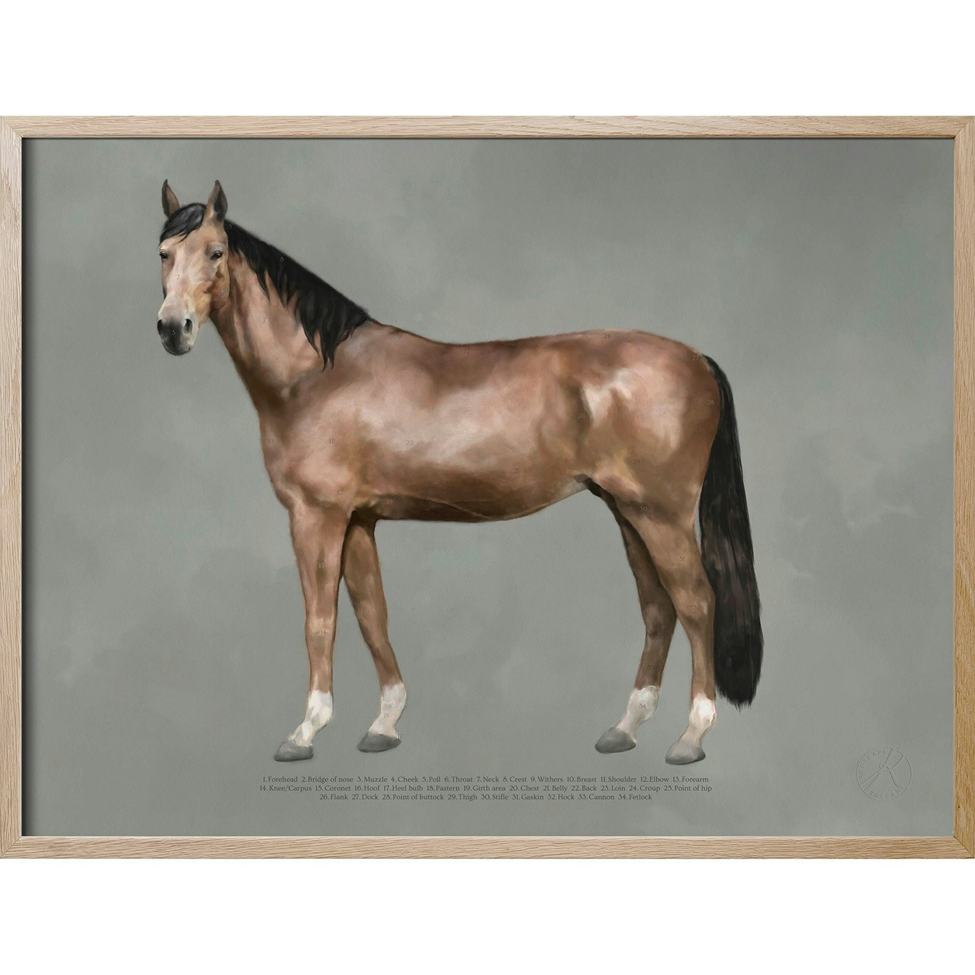 Hästens Anatomi Poster, 30x40 cm