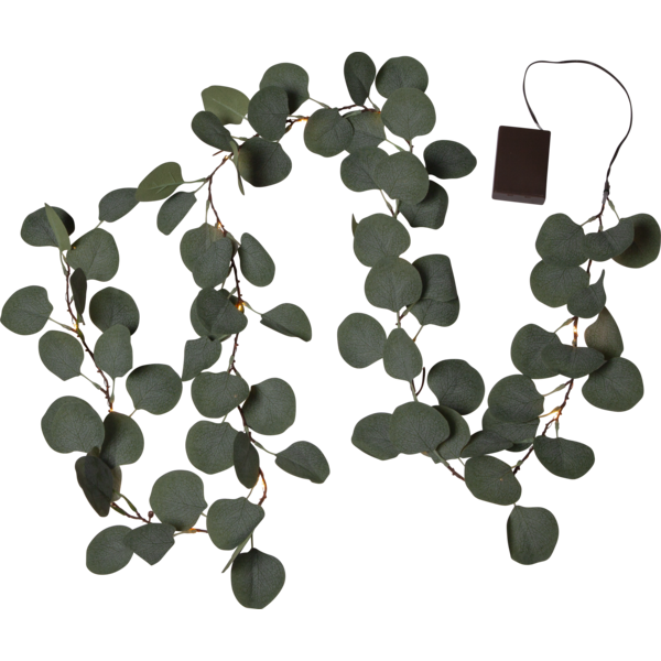 Eucalyptus Girlang